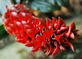 Local Flora