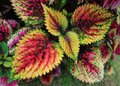 More Local Flora