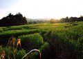Quick Stop at the Rice Fields