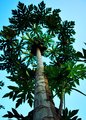 Papaya Tree, or Thai Snowflake