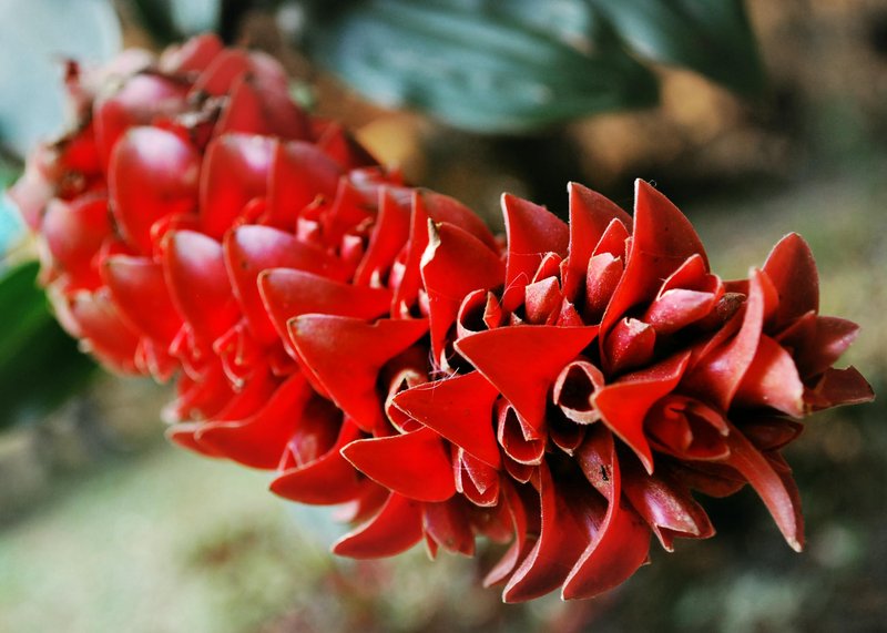 Local Flora