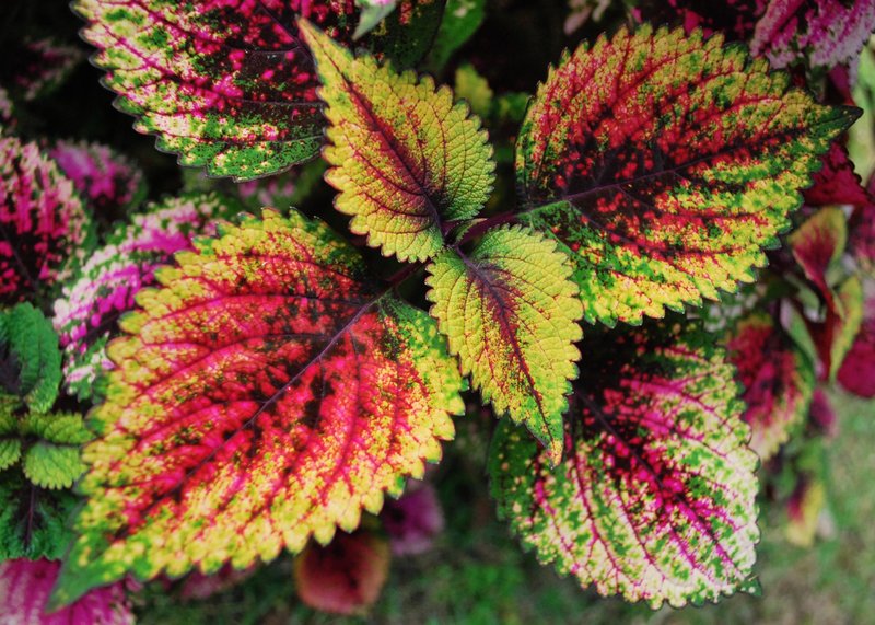 More Local Flora