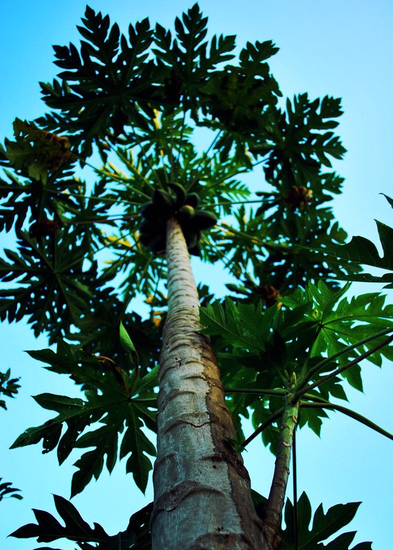 Papaya Tree, or Thai Snowflake