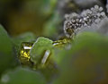 wulfenite-macro