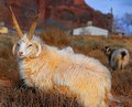 Navajo-Churro Sheep (Polycerate)