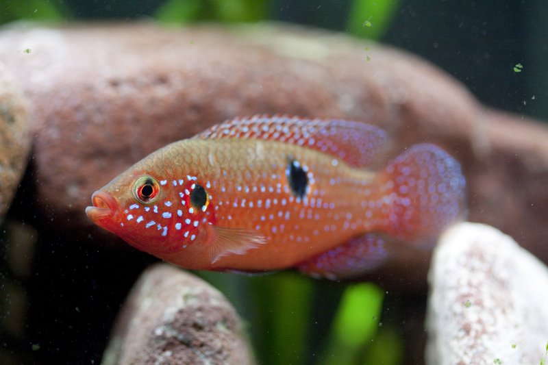 Cichlid