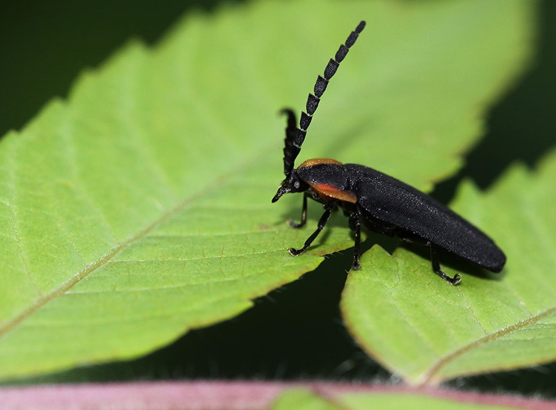 Beetle