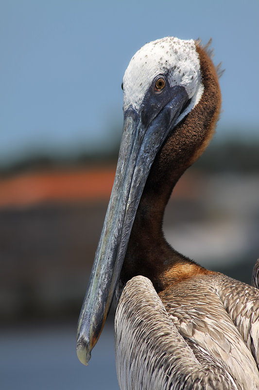 bird-edit