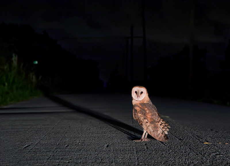 Owl
