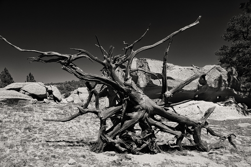 Best-of-Candidate-2014-Processed---Black-and-White---IMG_6278