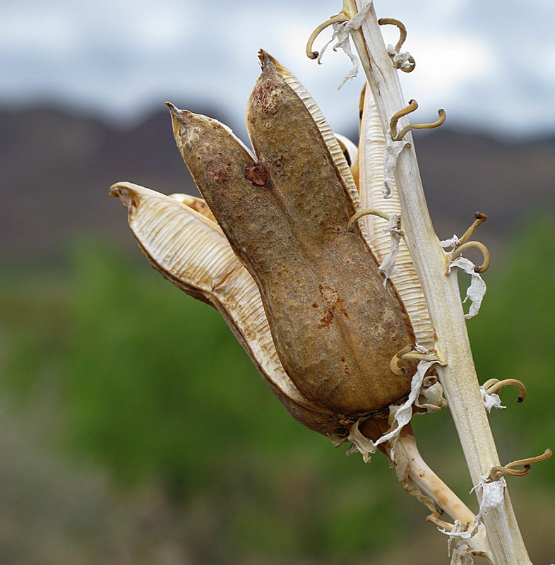 Yucca Seed Pod