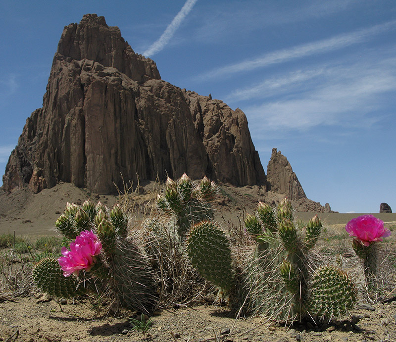 Flowers at Shiprock