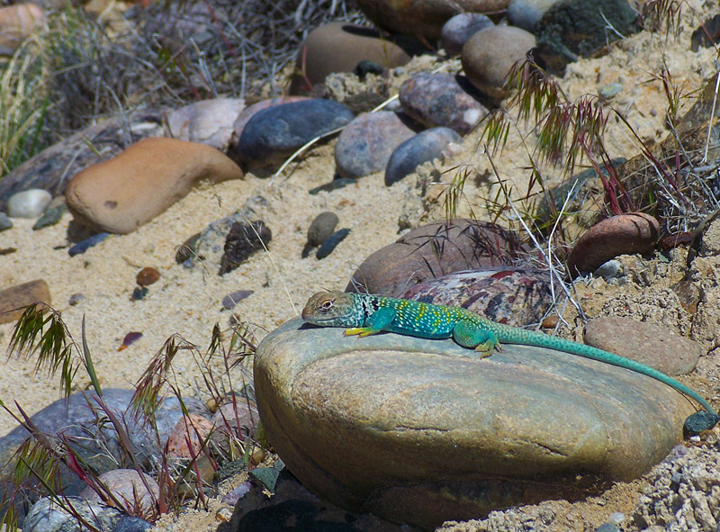 Lizard on Rocks