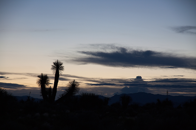 Evening Yucca