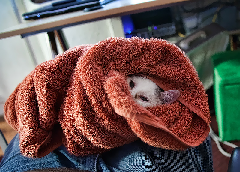 Cat-in-towel