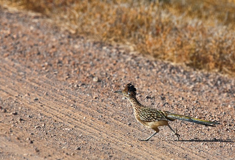 Bosque-Roadrunner