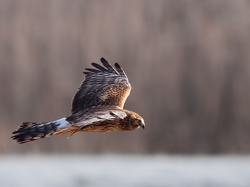 Northern Harrier