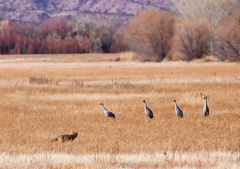 Coyote-and-Cranes