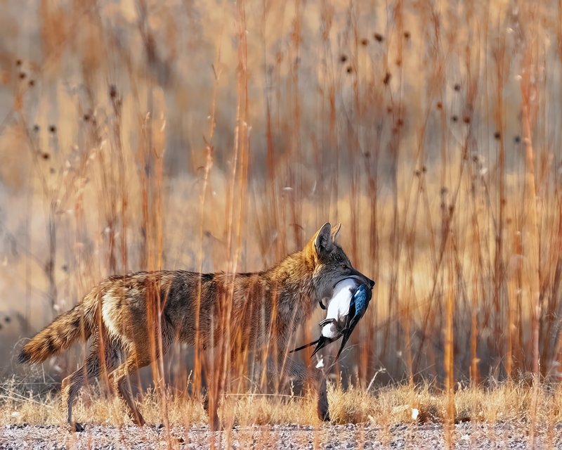 Predator and prey - large advanced editing version