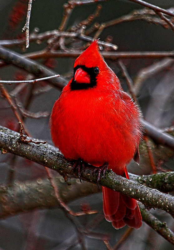 eva's cardinal