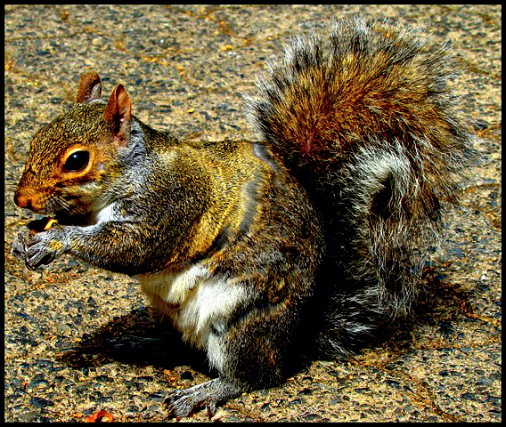 Capetown squirrel3.jpg