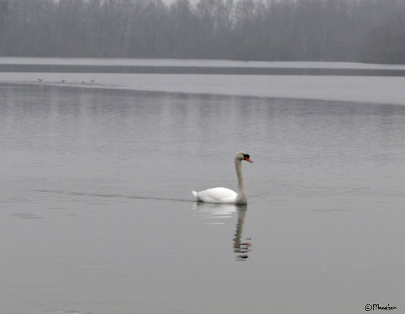 blurswan.jpg