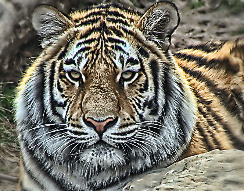 Kelli\'s PP Tiger.jpg