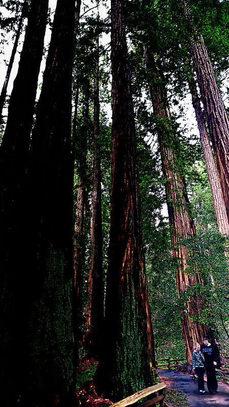 Californian redwoods kopie.jpg