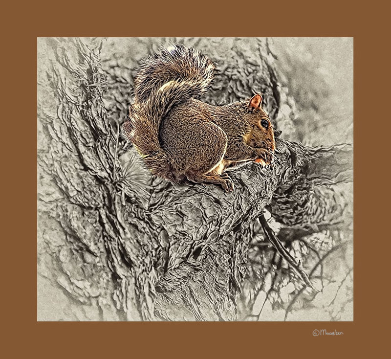 kellisquirrelll-1.jpg