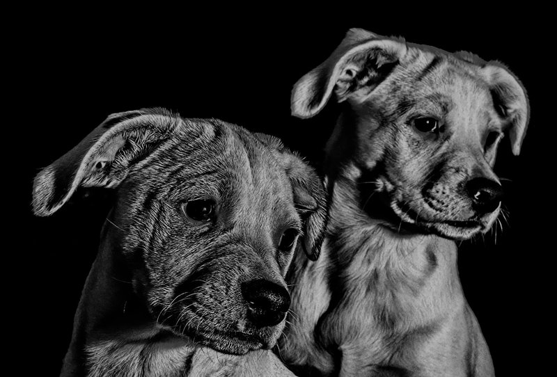 Eva\'s PP puppies.jpg