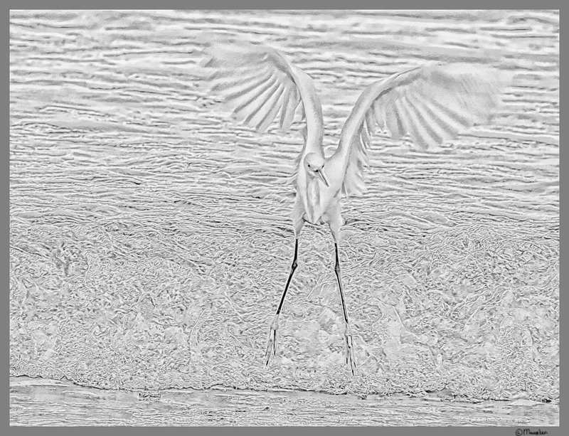redjulep PP sea bird.jpg