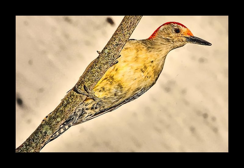 Bird PP.jpg