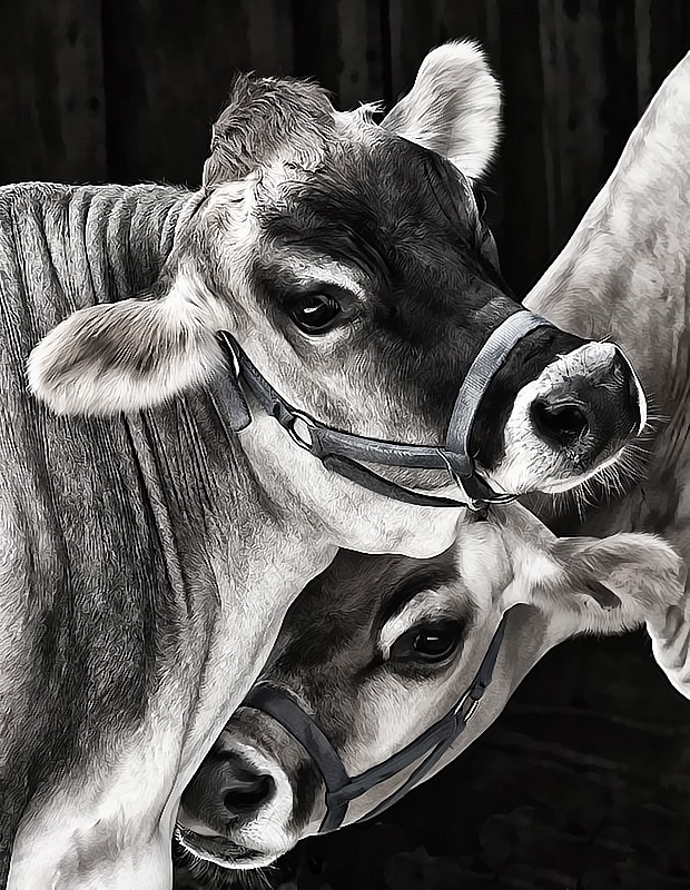 Livestock