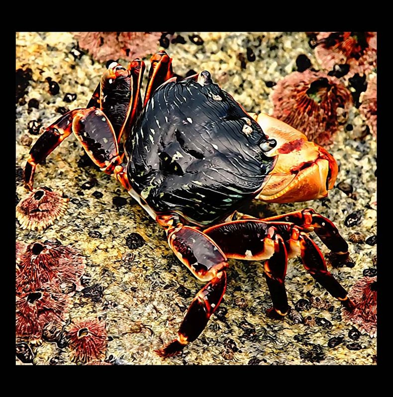crabby pp.jpg