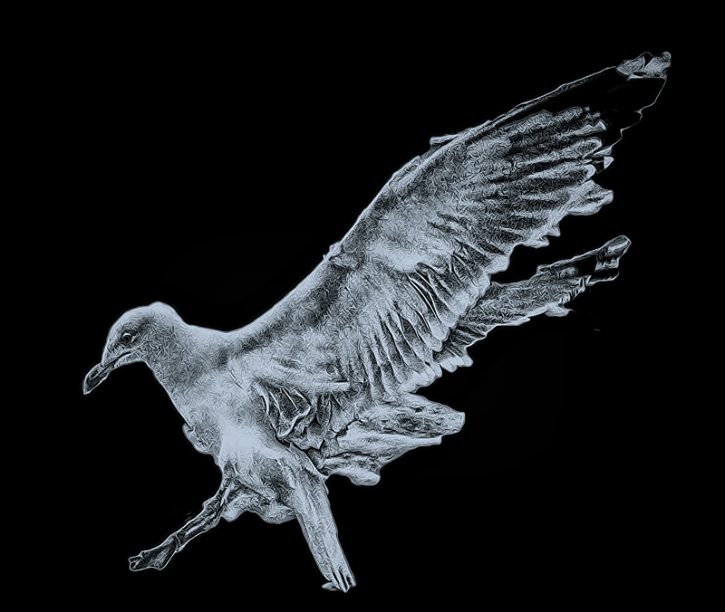 seagull