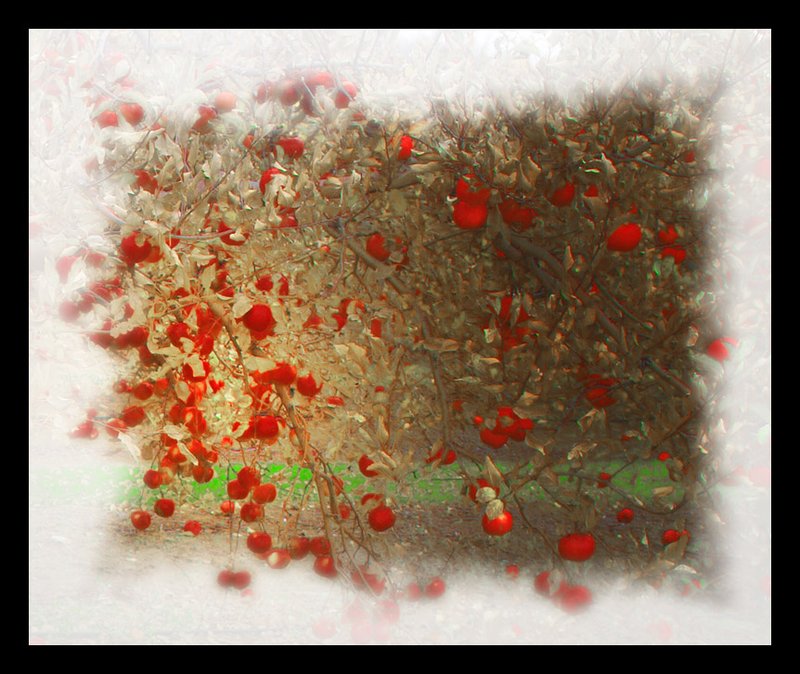 Hypichicks pp appletree