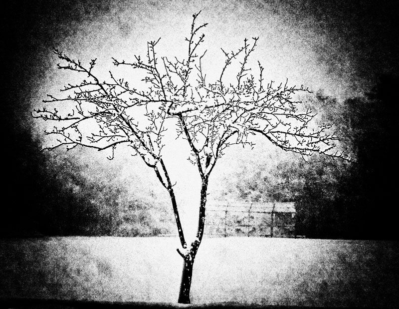 snow tree