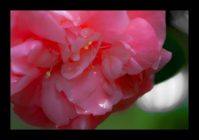 pink pp flower