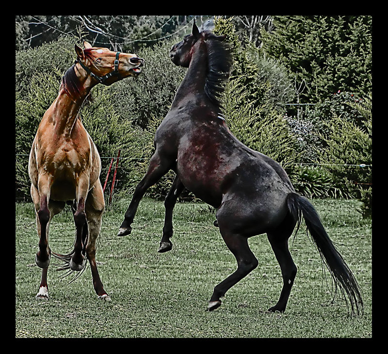 Horsefight