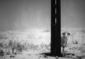 Hide & sheep
