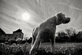 misty 2010