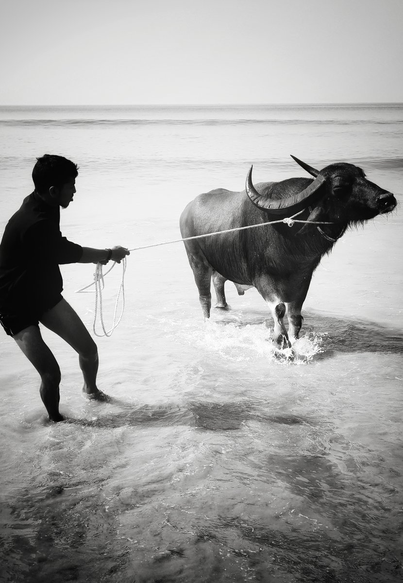 taming of the ox