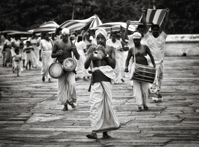 bodhi tree piper