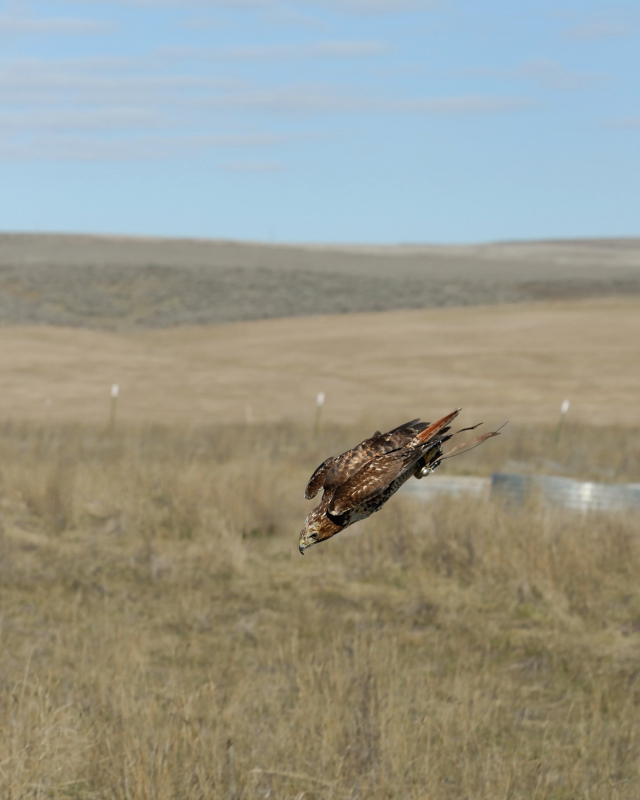 Stooping Redtail