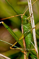 Camouflage