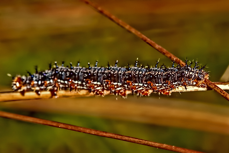 original-caterpillar