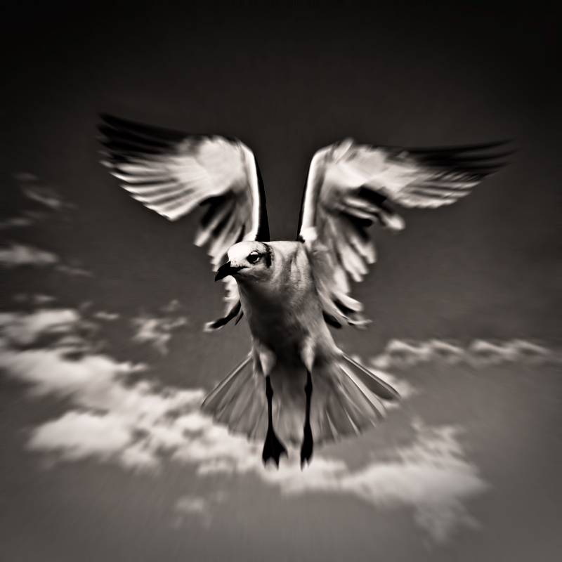 FREE