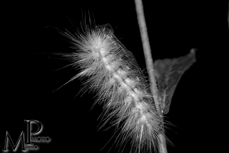 white-caterpillar