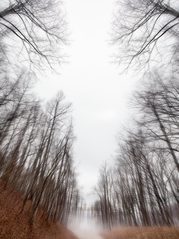 The Mist