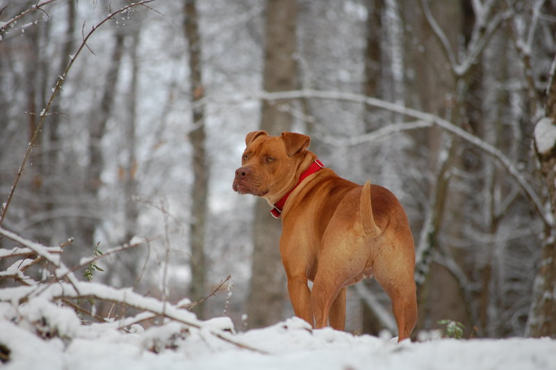 Rex